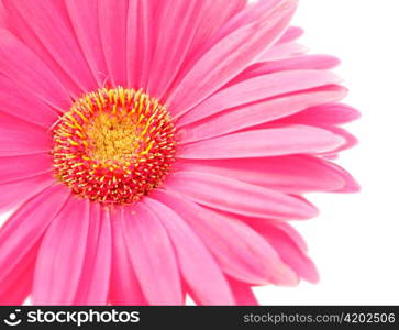 pink daisy on white background, close up