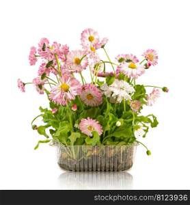 Pink daisy seedling in plastic container isolated on white background. Sapling with roots for the garden, lush flowering plant. Pink daisy seedling in plastic container isolated on white background