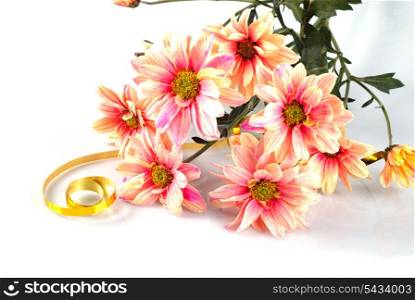 Pink daisy with gold ribbon. Still life isolated on white