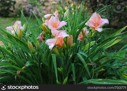 Pink daylilies with raindrops in the garden