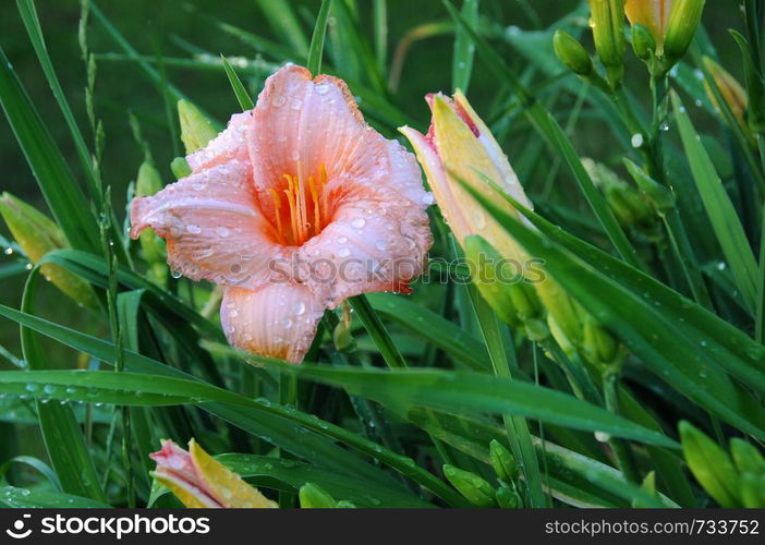 Pink daylilly flower in the garden after rain