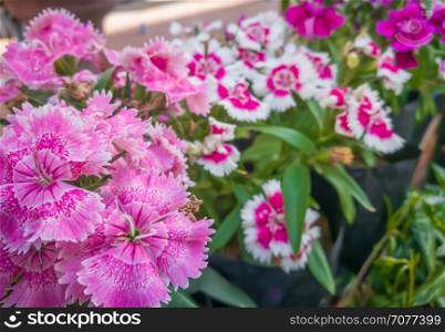 Pink Dianthus Flower Focus on lower left corner with blurred background