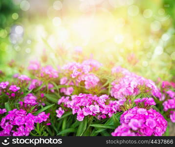 Pink dianthus flowers on sunny garden or park background, horizontal