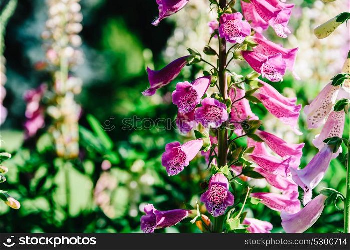 Pink Digitalis Foxgloves Plant Flowers In Garden