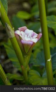 Pink etlingera venusta flower outdoors