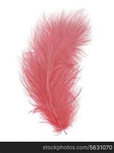 Pink Feather Isolated On White Background