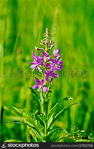 Pink fireweed flower on a background of green grass