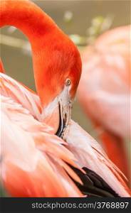 pink flamingo at a zoo