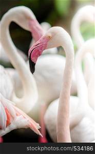 Pink Flamingo-close up, it has a beautiful coloring of feathers. Greater flamingo, Phoenicopterus roseus. Pink Flamingo-close up