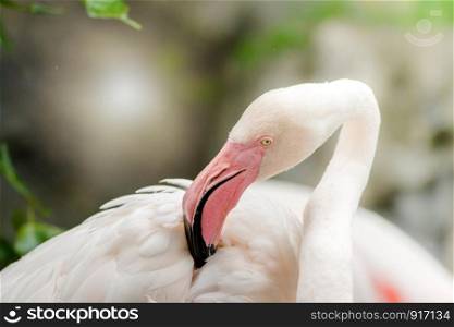 Pink Flamingo-close up, it has a beautiful coloring of feathers. Greater flamingo, Phoenicopterus roseus