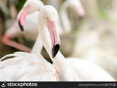 Pink Flamingo-close up, it has a beautiful coloring of feathers. Greater flamingo, Phoenicopterus roseus. Pink Flamingo-close up with pink and black beaks