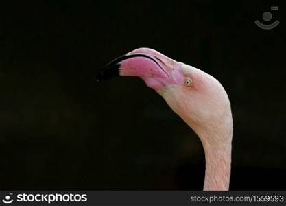 Pink flamingo close-up on a dark background., wildlife