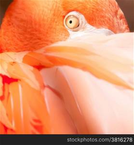 pink flamingo closeup of an eye and head. pink flamingo closeup