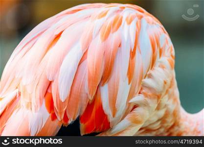 Pink Flamingo Feathers Closeup Details