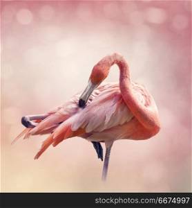 Pink Flamingo grooming its feathers,close up shot