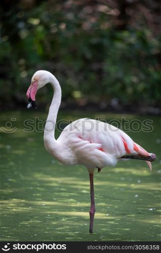 Pink flamingo immersed in the water of a pond, naturalistic image