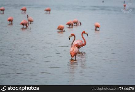 Pink flamingo in lagoon, Mexico