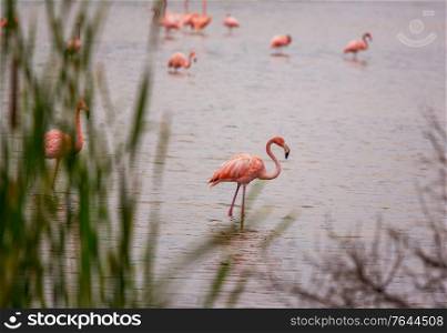 Pink flamingo in lagoon, Mexico