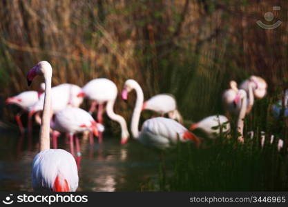 pink flamingo in zoo close up