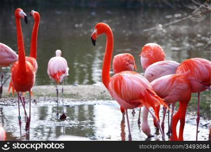pink flamingo in zoo close up