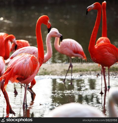 pink flamingo in zoo close up