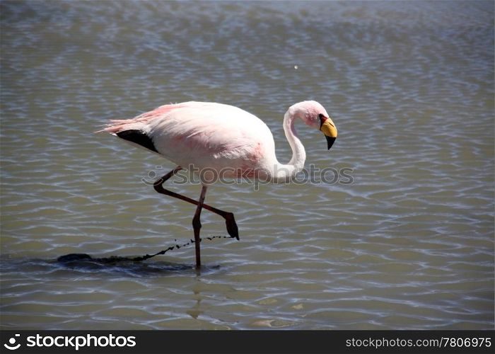 Pink flamingo on the lake in Bolivia