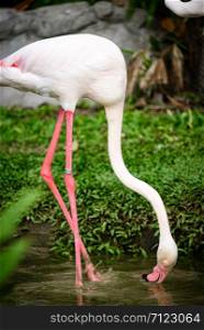 pink flamingo : the Greater Flamingo is the most common and widespread member of the flamingo family.