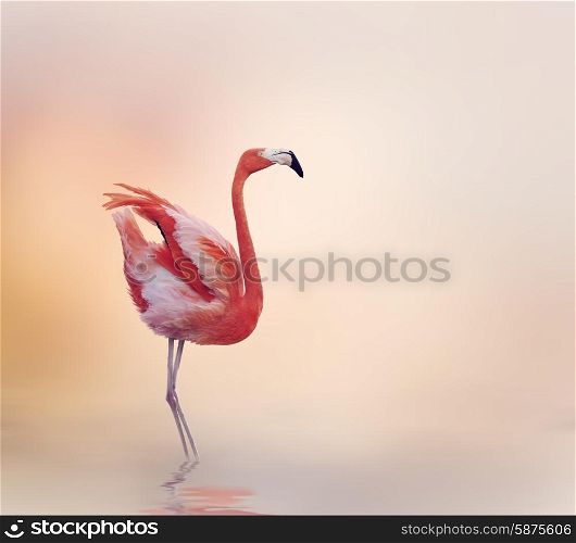 Pink Flamingo Walking at Sunset