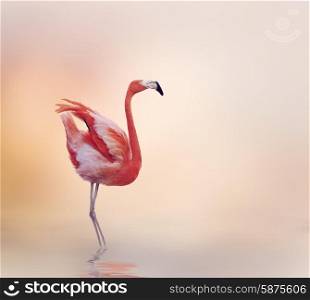 Pink Flamingo Walking at Sunset