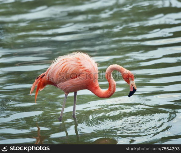 pink flamingo walking in the water with reflection