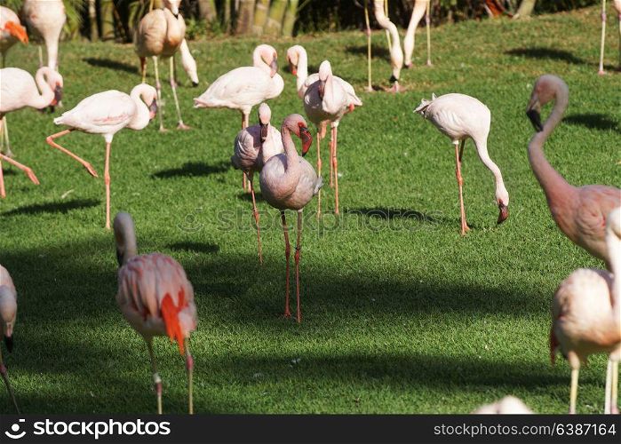 pink flamingo walking on green grass in park