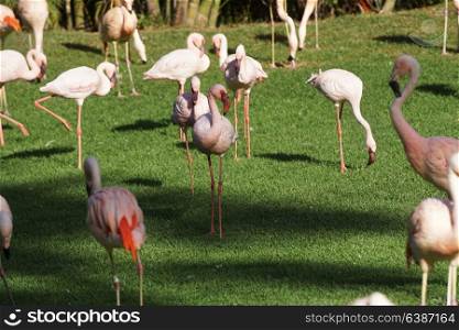 pink flamingo walking on green grass in park
