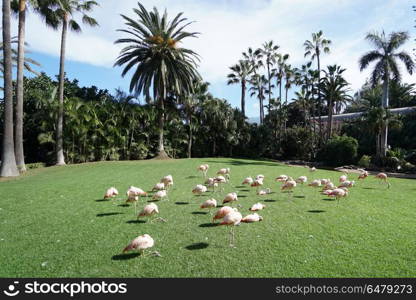 pink flamingo walking on green grass in park. flamingo in park