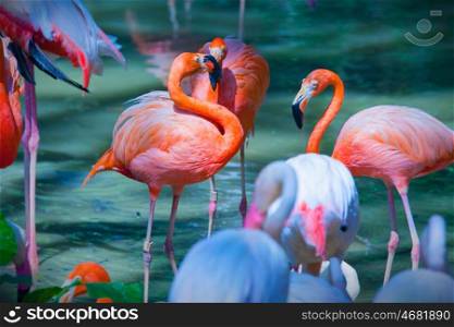 Pink flamingos feeding on water. Group of pink flamingos feeding on water close up