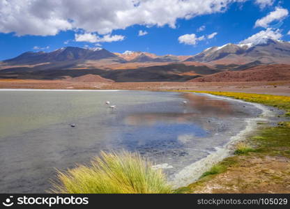 Pink flamingos in altiplano laguna, sud Lipez reserva Eduardo Avaroa, Bolivia. Pink flamingos in altiplano laguna, sud Lipez reserva, Bolivia