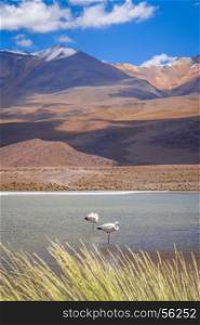 Pink flamingos in altiplano laguna, sud Lipez reserva Eduardo Avaroa, Bolivia. Pink flamingos in altiplano laguna, sud Lipez reserva, Bolivia