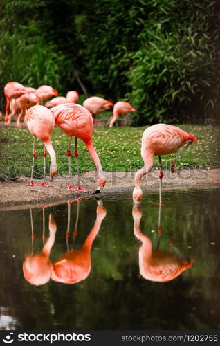 pink flamingos in nature. A group of pink flamingos hunting in the pond, Hong Kong, China, Kowloon Park, Oasis of green in urban setting, flamingo. pink flamingos in nature. A group of pink flamingos hunting in the pond. Oasis of green in urban setting, flamingo