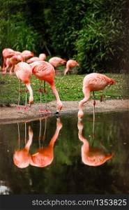 pink flamingos in nature. A group of pink flamingos hunting in the pond, Hong Kong, China, Kowloon Park, Oasis of green in urban setting, flamingo. pink flamingos in nature. A group of pink flamingos hunting in the pond. Oasis of green in urban setting, flamingo