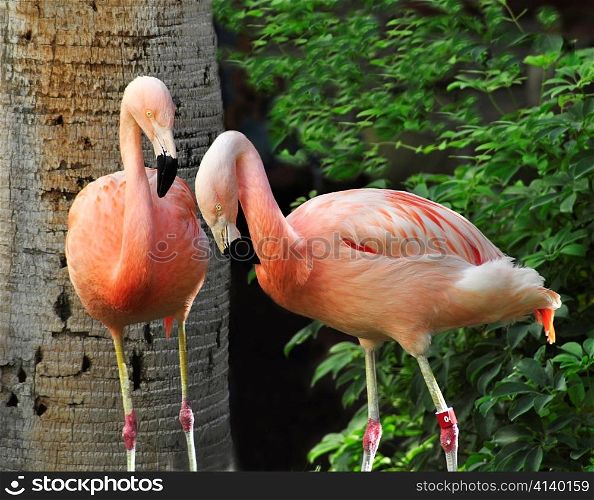 Pink Flamingos in the tropical park