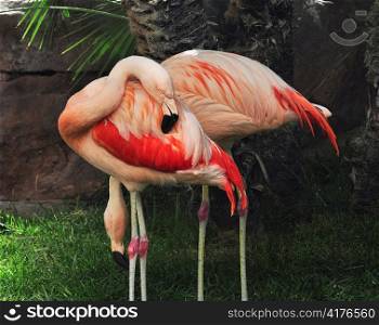 Pink Flamingos in the tropical park