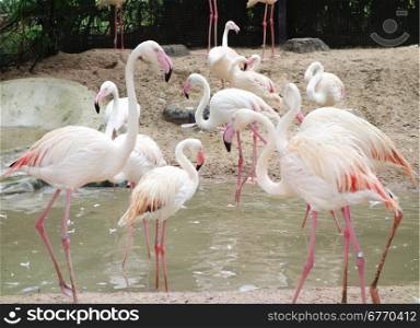 pink flamingos in the Zoo