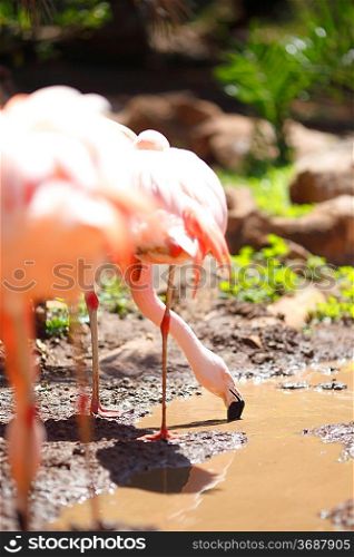 Pink flamingos looking for food