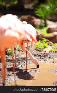 Pink flamingos looking for food