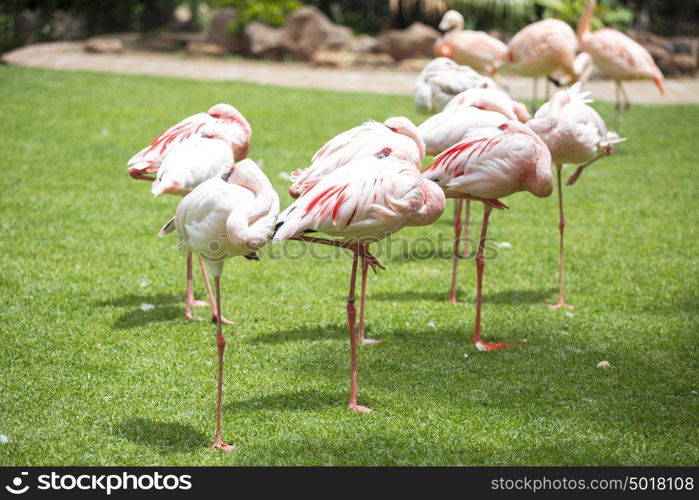 pink flamingos walk on a green glade