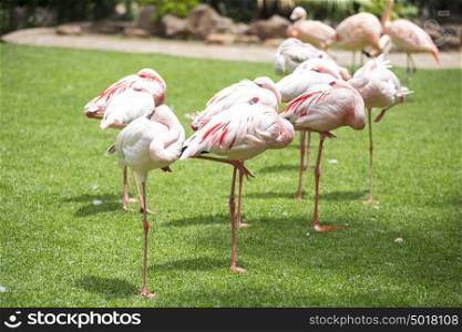 pink flamingos walk on a green glade