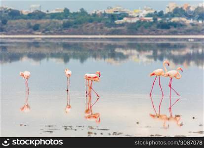 Pink flamingos walking along the coast, Larnaca salt lake, Cyprus
