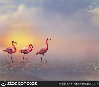 Pink Flamingos Walking at Sunset