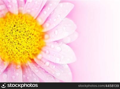 Pink floral abstract background with wet daisy flower border