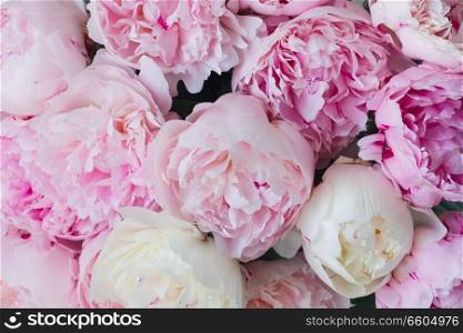 Pink floral background of fresh pink peony flowers. Pink floral background
