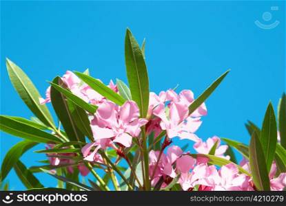 Pink flower&acute;s branch with leaves- Oleander Nerium